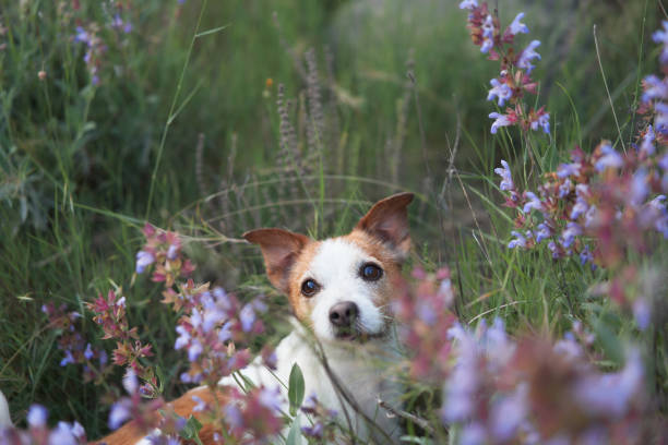 istock A Jack Russell Terrier peeks through purple wildflowers in a meadow 2157757607