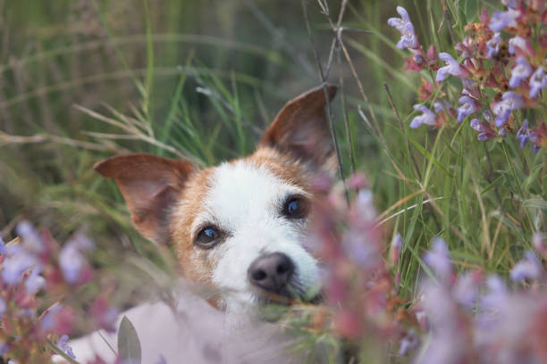 istock A Jack Russell Terrier peeks through purple wildflowers in a meadow 2157757611