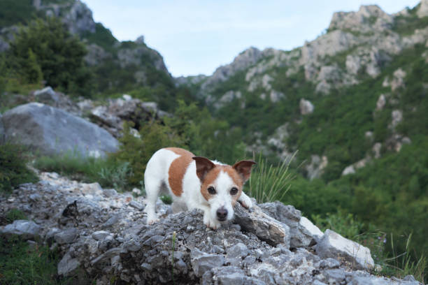 istock A Jack Russell Terrier stands on a rocky trail in a mountainous landscape 2157757622