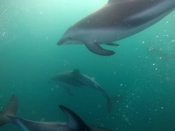 istock Dusky dolphins underwater, a new zealand experience in Kaikoura 2157758830