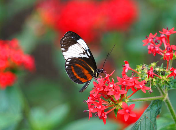 istock close up on beautiful butterfly on red flower 2157759186