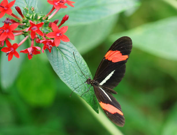 istock close up on beautiful butterfly on red flower 2157759187