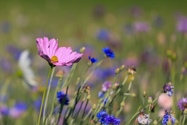 A beautiful flower in a field of beautiful wildflowers