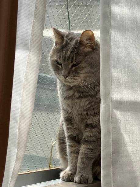 istock Relaxing cat sitting by  the window 2157760998