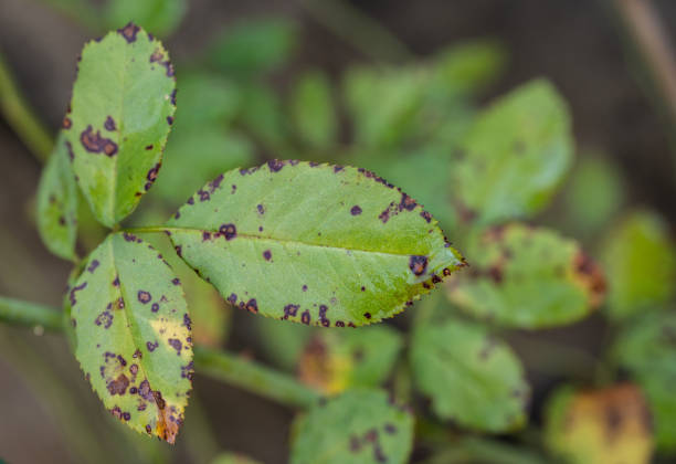 istock Black spot on rose leaves. 2157762024