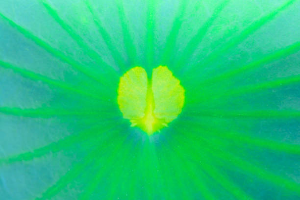 background of fresh lotus leaves. fresh lotus leaf. green lotus leaf