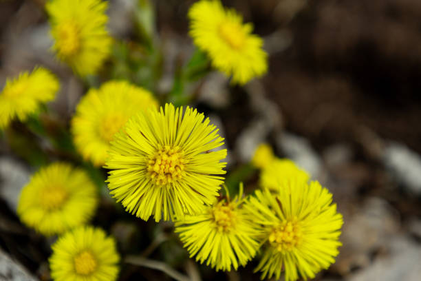 istock Mother and stepmother flower bush close-up, copy space 2157764659