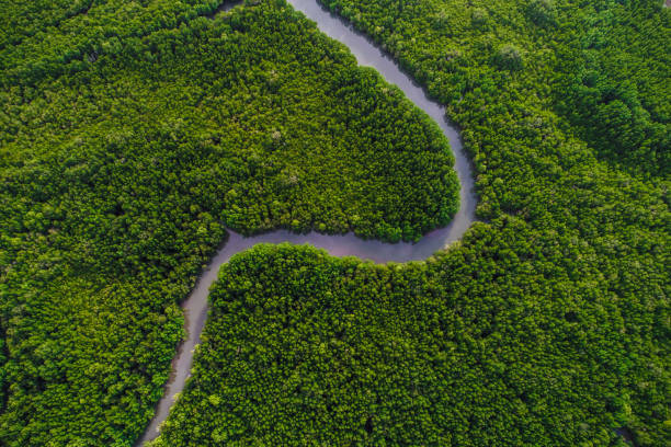 istock Tropical green mangrove forest on sea bay ecology system 2157766115