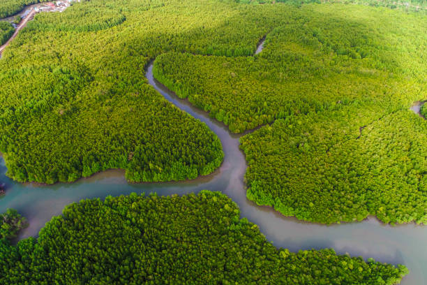 istock Tropical green mangrove forest on sea bay ecology system 2157766196