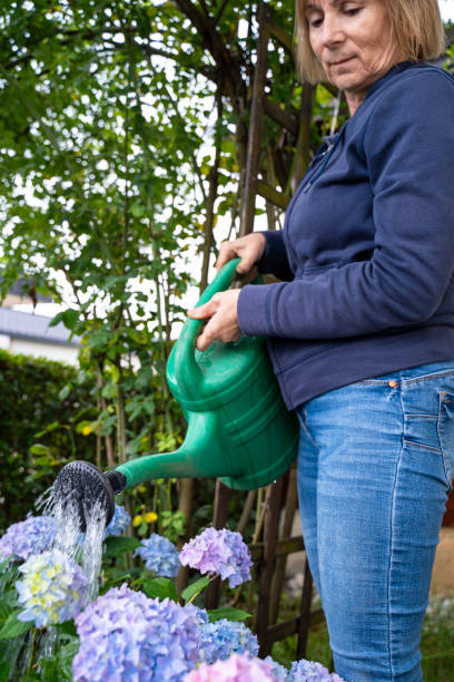 istock Woman watering hydrangeas in a garden 2157767103