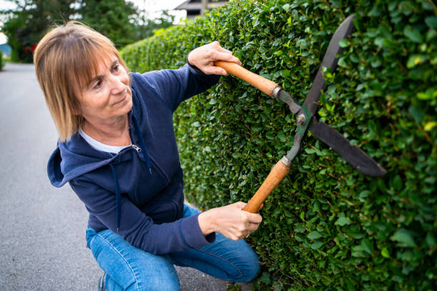 Electricity garden scissors. Trimming bush, hedge and thuja emerald work in the garden. Close up. Season work. Outdoors.