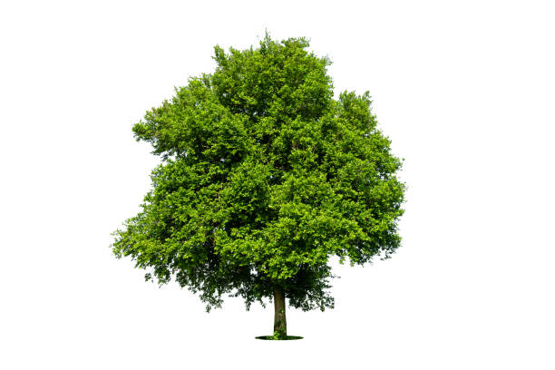 Trees isolated on white background, tropical trees isolated used for design, advertising and architecture