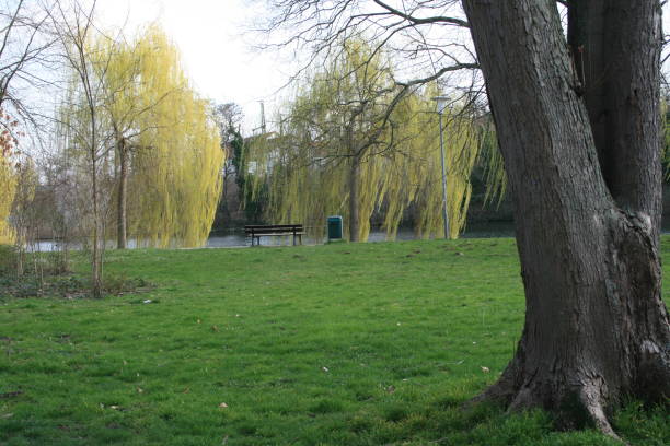 istock Old tree in the city park 2157770261