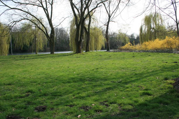 istock Old tree in the city park 2157770468