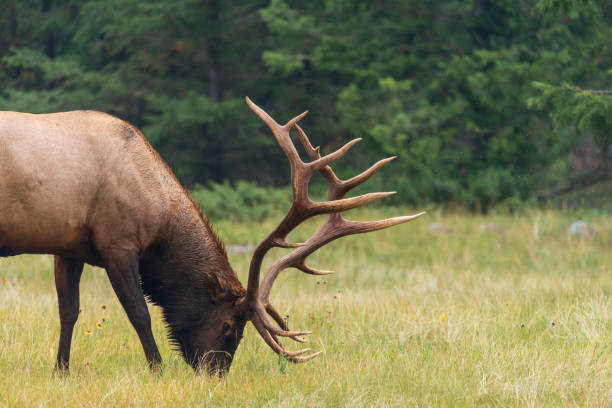 Huge stag bull Elk seen in Jasper National Park during summer time, near fall with impressive antlers. In grassy, grass area with wilderness forest background.