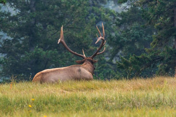 istock Elk in Jasper National Park, Alberta, Canada. 2157771506