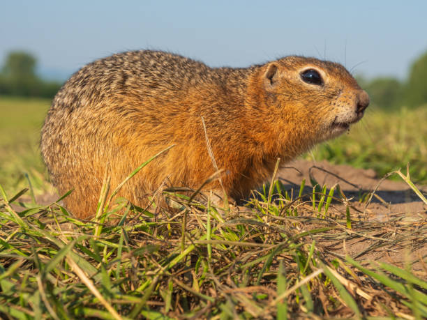 istock Profile portrait a Prairie dog at a grassy field 2157771605