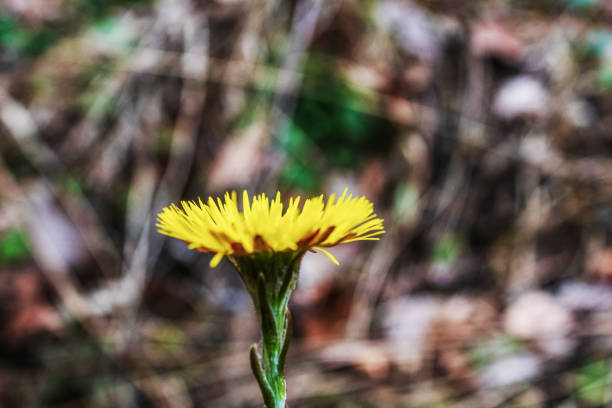 Dandelion flower (Taraxacum) soft focus macro close up during springtime