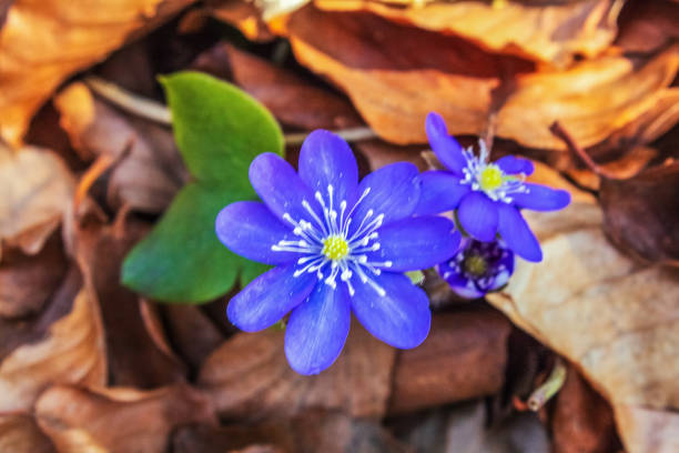 Landscapes - Macro  - Forest - Europe, Romania, Suceava region