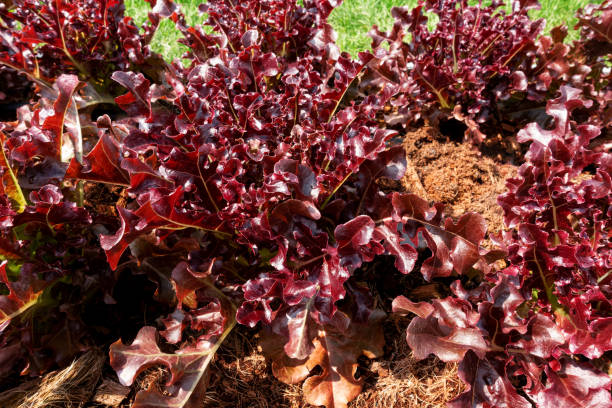 istock Red oak lettuce in organic farmland. 2157773556