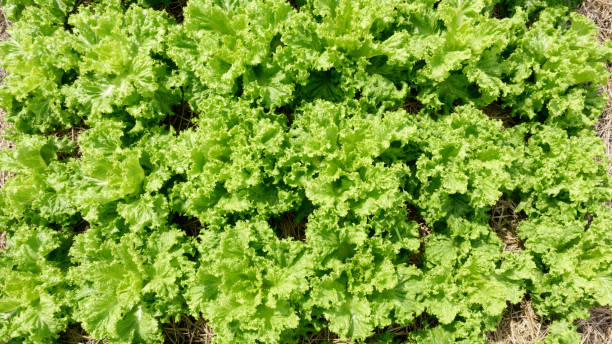 istock Green lettuce fields in organic framland. 2157773569