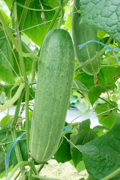 istock Cucumber fruit growing on the plant ready for picking. 2157773685
