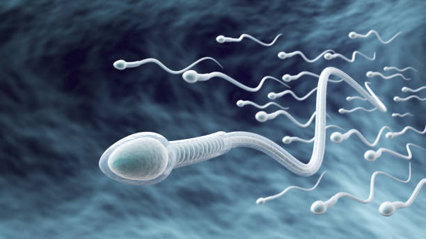 istock Sperm directed towards the egg bubble, Natural fertilization.3d illustration 2157775383