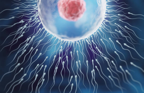 istock Sperm directed towards the egg bubble, Natural fertilization.3d illustration 2157775893