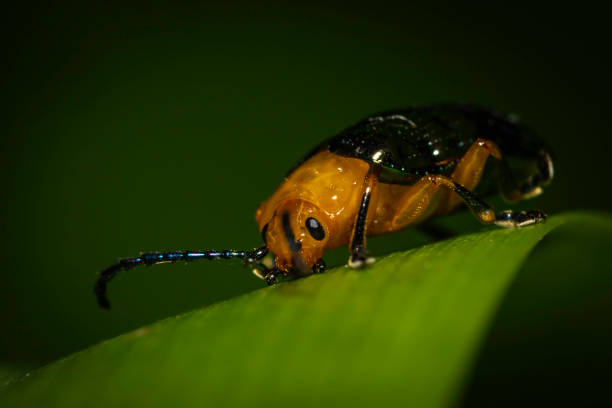 istock Pittosporum leaf beetle (Lamprolina (genus)), Narooma, NSW, December 2023 2157778156