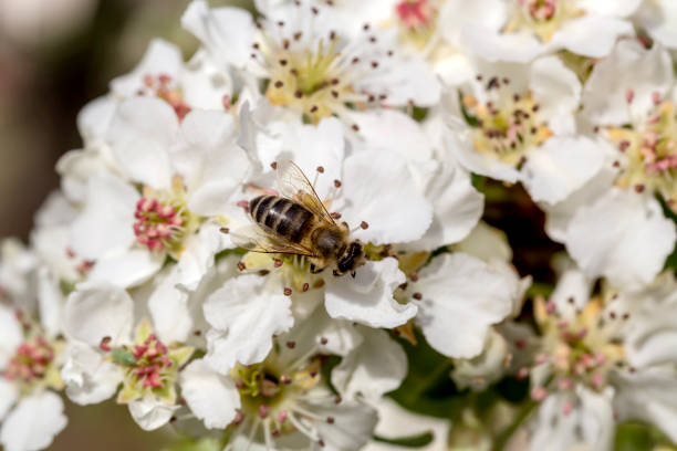 A bee as it collects pollen from a delicate white cherry blossom flower. The soft petals and fine floral details contrast beautifully with the fuzzy texture of the bee