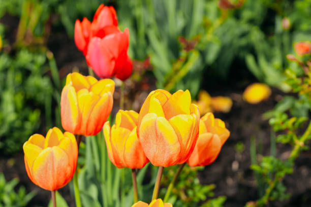 istock Blooming orange varietal tulips close-up, floral background 2157781559