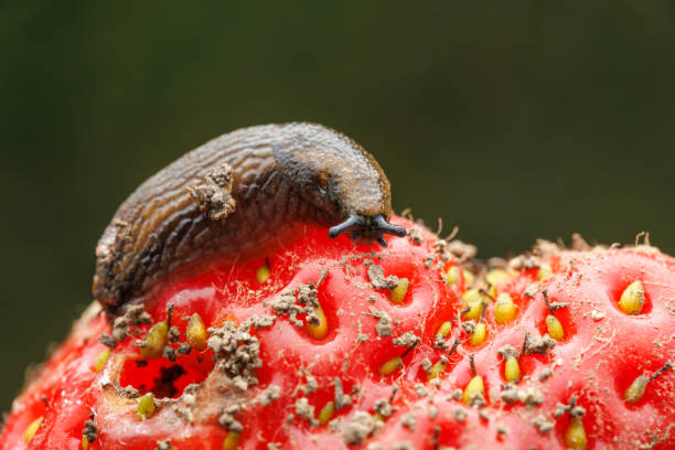 istock A slug moving on a strawberry 2157782673