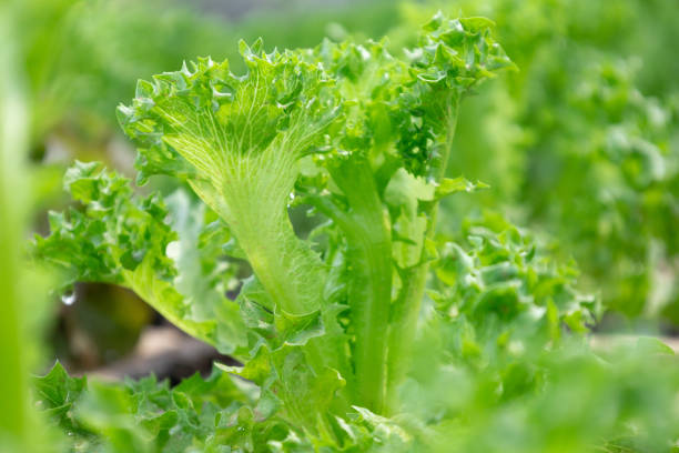 istock Fresh Frillice Iceberg lettuce leaves 2157784954