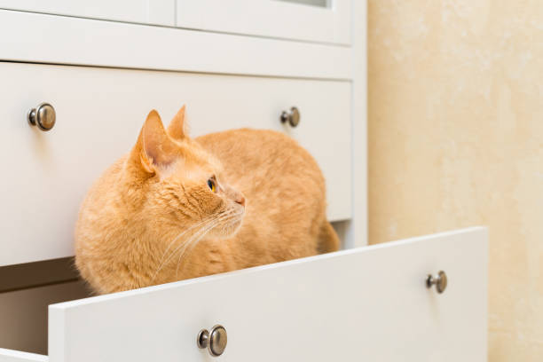 istock domestic cat climbs into an open closet. 2157785449