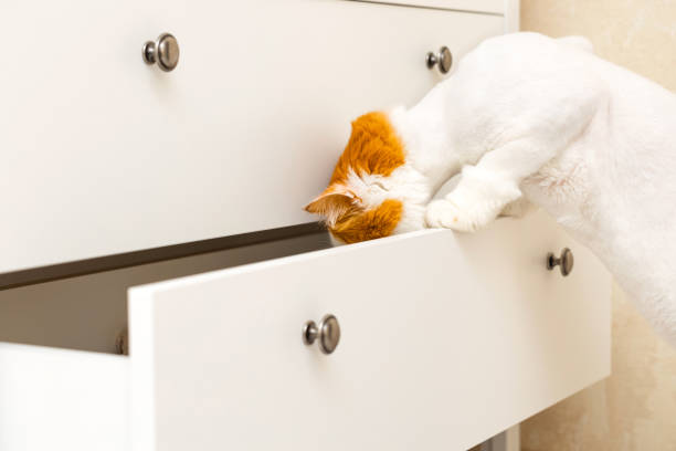 istock domestic cat climbs into an open closet 2157785453