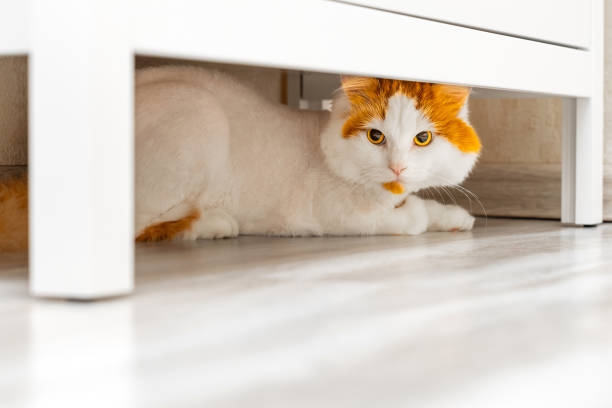 istock red cat hides under the closet from people. 2157785455
