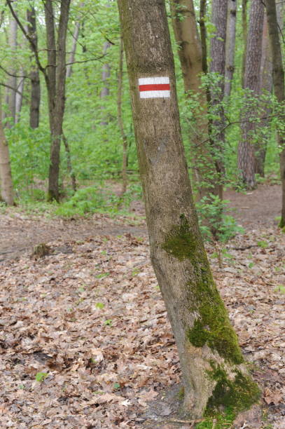 istock Forest road or path with lush green leaves on the trees 2157787047