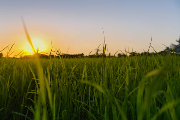 Green field with clen sunset sky background.