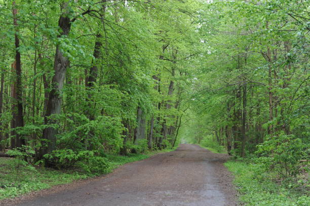 istock Forest road or path with lush green leaves on the trees 2157787066