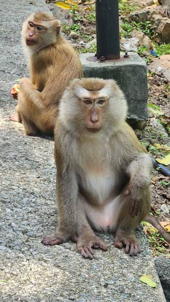 istock Monkeys of Thailand 2157787851
