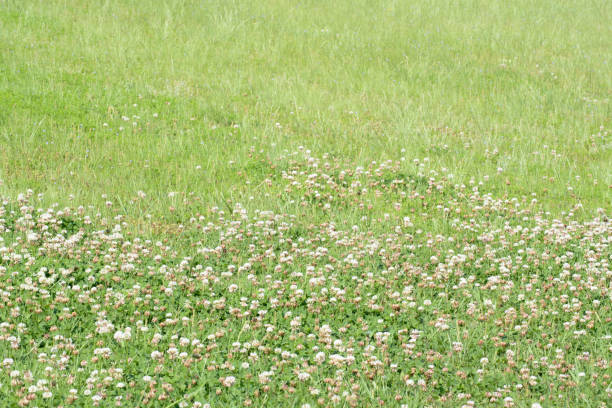 White clover blooming along a park walkway on a sunny day