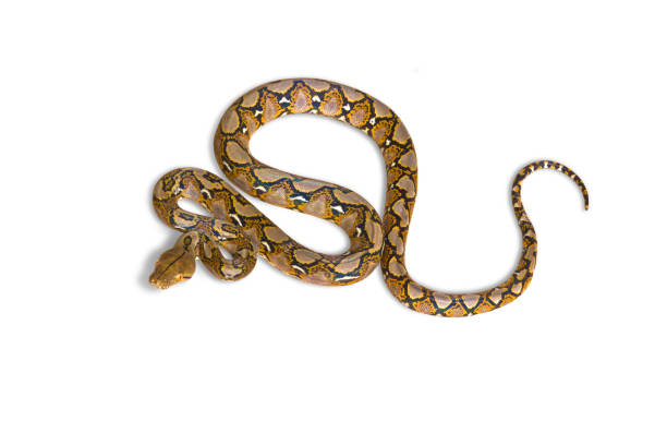 istock Isolated of Boa constrictor snake on white background 2157790537