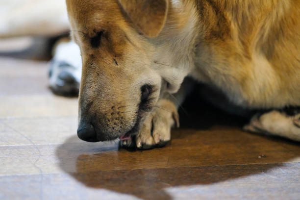 Brown dog licking its paw.