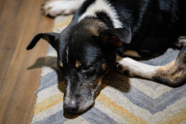 istock Black dog lying down on the wooden floor. 2157790745