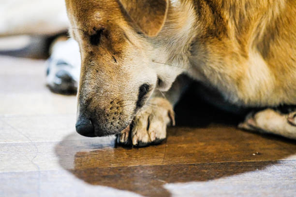 istock Brown dog licking its paw. 2157790746