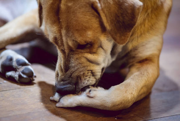 istock Brown dog nibbling its paw. 2157790749