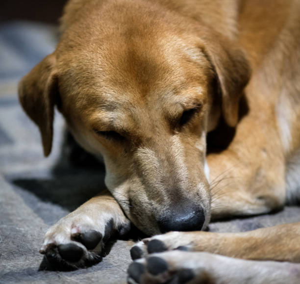 istock Brown dog sleeping on the wooden floor. 2157790784