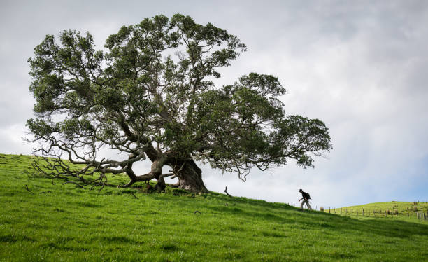Hobbiton shire movie set in Matamata, New Zealand