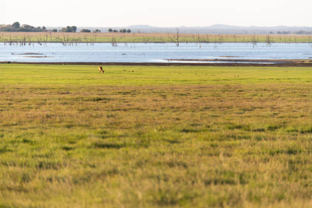 wildlife in Kafue National Park, Zambia, Africa