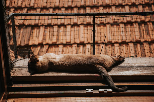 Beautiful Siamese cat lying on a sunny glass terrace with a window secured by a cat protective net